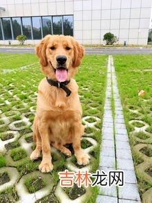 狗狗吃草是什么原因,狗吃草是什么原因?