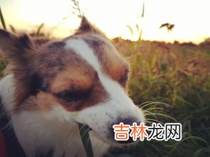 狗狗吃草是什么原因,狗吃草是什么原因?