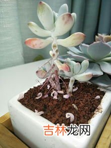 多肉掉叶片是什么原因,为什么多肉的叶片一碰就掉，该怎么办？