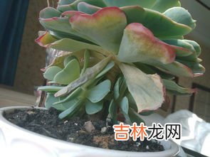 多肉掉叶片是什么原因,为什么多肉的叶片一碰就掉，该怎么办？