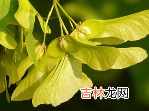 元宝枫指的是,元宝枫，元宝槭金钱槭是同一种植物吗