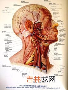 人体的基本结构和功能单位是,什么是人体最基本的结构和功能单位