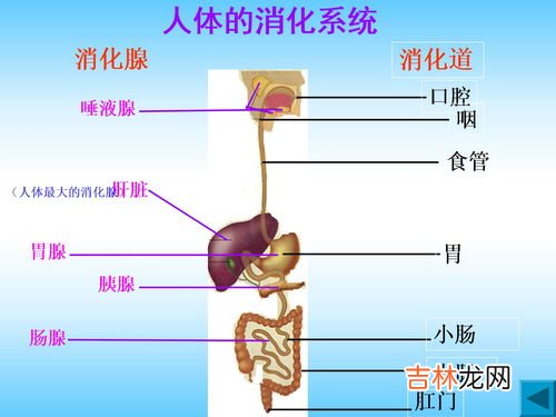 人体的基本结构和功能单位是,什么是人体最基本的结构和功能单位