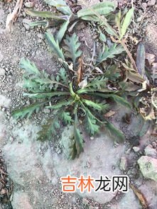 碎米荠是荠菜吗,地米菜是荠菜么？