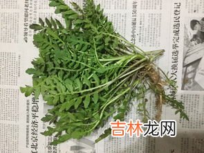 碎米荠是荠菜吗,地米菜是荠菜么？