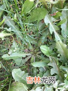 碎米荠是荠菜吗,地米菜是荠菜么？