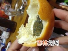 凤梨里面的是黑籽还是虫卵,凤梨里面有黑色颗粒是什么