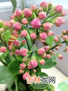 恶之花是什么花,恶之花是什么花