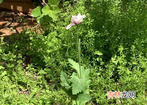 恶之花是什么花,恶之花是什么花