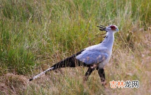 蛇最怕什么样的声音,蛇最怕什么声音