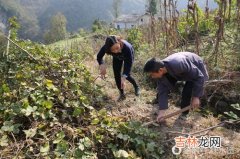 葛根片多少钱,葛根市场价多少钱一斤