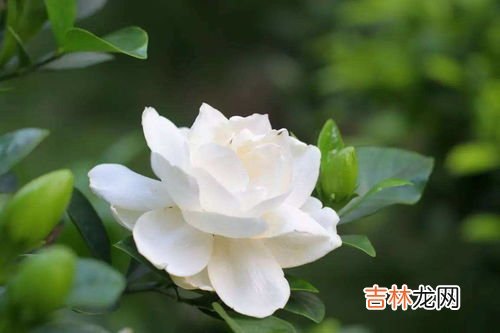 栀子花的功效和作用,栀子花的功效作用有哪些?