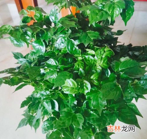 幸福树开花寓意着什么,幸福树开花寓意着什么