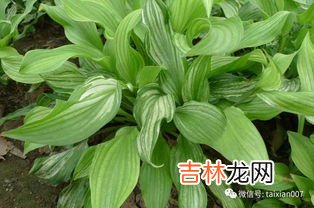 玉簪花的品种！这些品种你都认识吗,植物,玉簪3,是什么品种？