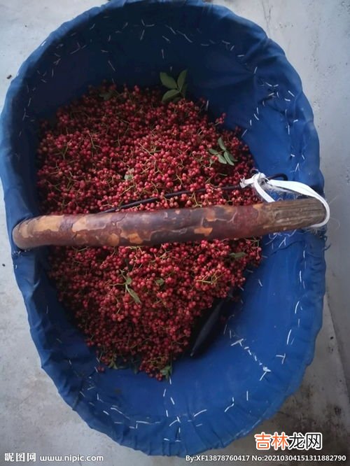 新鲜花椒如何长期保鲜,花椒怎样保存才新鲜不跑味