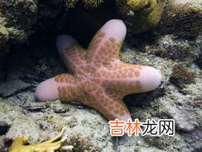 海星属于肉食动物吗,海星是动物么