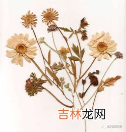 鲜花怎么做成干花,鲜花如何做成干花