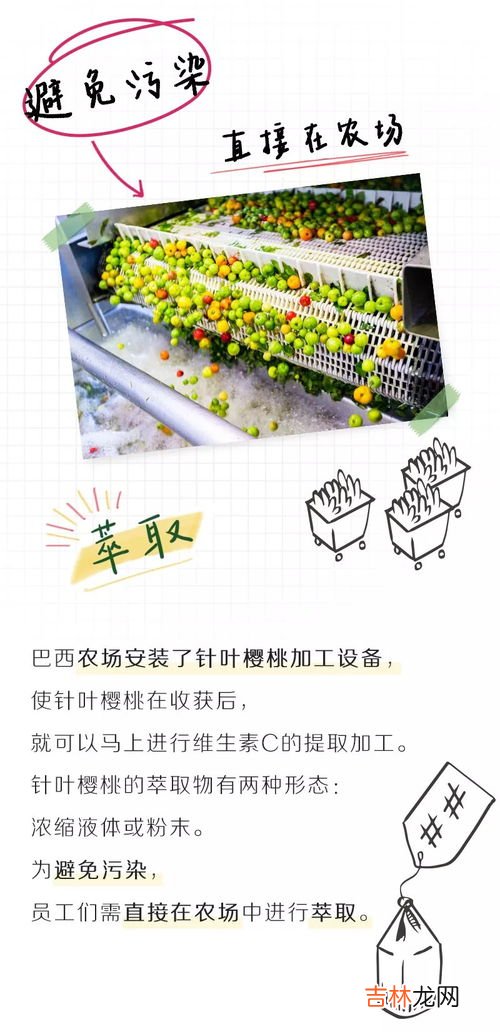 针叶樱桃营养胶囊有什么效果,针叶樱桃的功效与作用有哪些