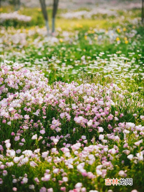 月见草花期,月见草长什么样