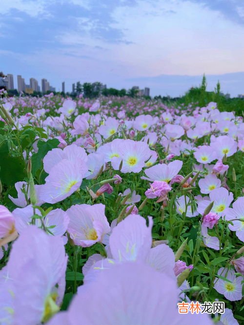 月见草花期,月见草长什么样