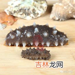 乌参和海参的区别,乌参和海参的区别