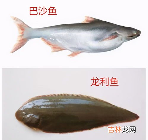 没有骨头的鱼叫什么,无骨鱼是一种什么鱼