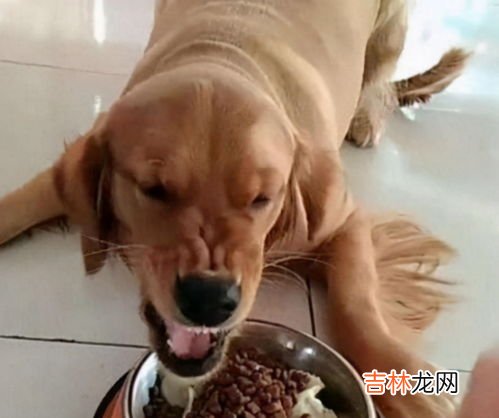 狗生产前的征兆是什么,狗狗生产前的征兆