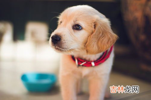 狗生产前的征兆是什么,狗狗生产前的征兆