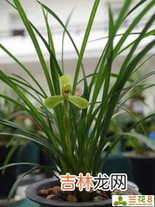 珍珠兰花养殖方法,珠兰的繁殖方式及养殖方法有哪些
