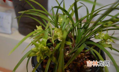 珍珠兰花养殖方法,珠兰的繁殖方式及养殖方法有哪些