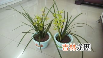 珍珠兰花养殖方法,珠兰的繁殖方式及养殖方法有哪些