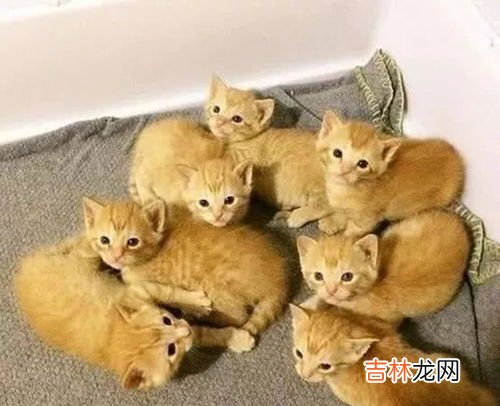 猫咪生产前几个小时有什么症状,猫咪生产前征兆