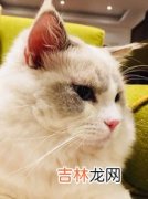 猫咪生产前几个小时有什么症状,猫咪生产前征兆