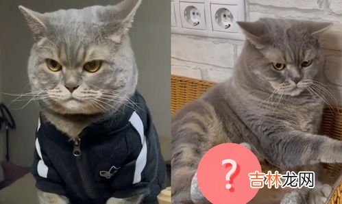 猫咪生产前几个小时有什么症状,猫咪生产前征兆