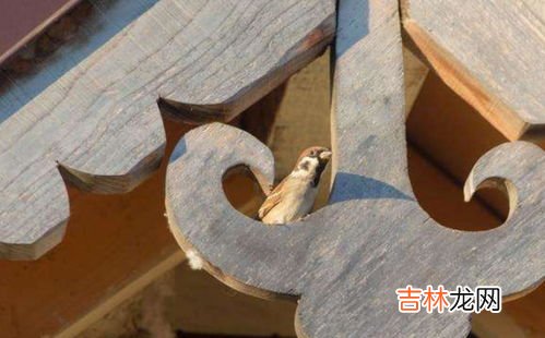 蚂蚁有几条腿,蚂蚁有几只脚？