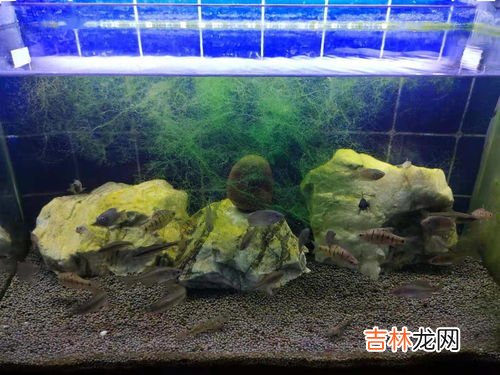 细菌需不需要空气,细菌需要有空气吗？