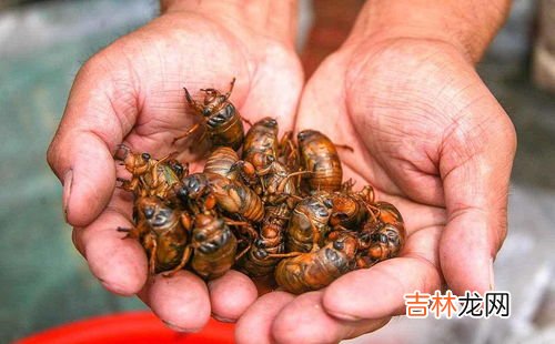 知了猴的功效与作用,知了猴的作用和营养成分