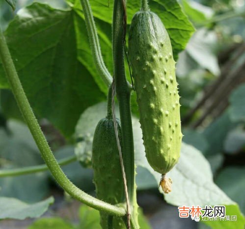 旱黄瓜和普通黄瓜的区别有哪些,旱黄瓜和普通黄瓜有什么区别?