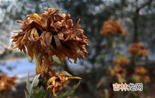 花中隐士是指什么花,花中隐士指的是什么花