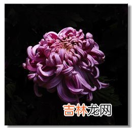 花中隐士是指什么花,花中隐士指的是什么花