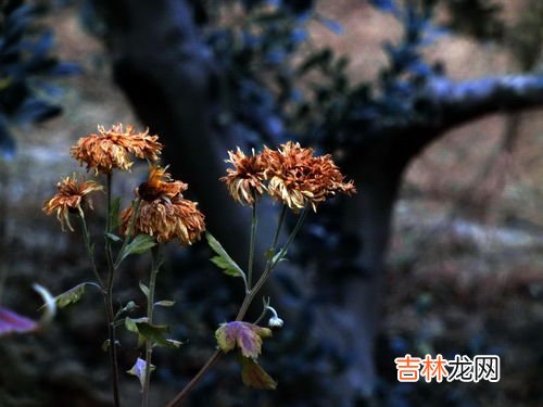 花中隐士是指什么花,花中隐士指的是什么花