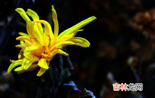 花中隐士是指什么花,花中隐士指的是什么花