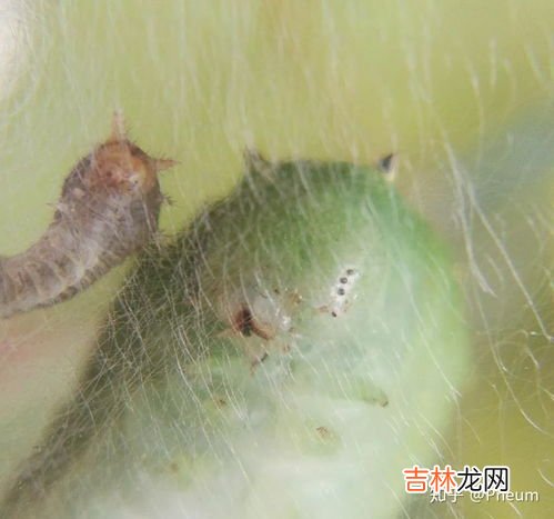 毛毛虫和蚕有啥区别,蚜虫、毛毛虫、蚕、七星瓢虫哪个不同