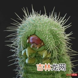 毛毛虫和蚕有啥区别,蚜虫、毛毛虫、蚕、七星瓢虫哪个不同