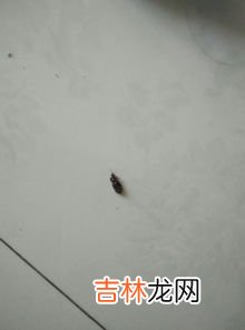 开灯能防止蟑螂爬床吗,如何防止蟑螂爬到床上