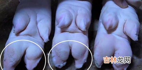 怎么分前蹄后蹄区别,猪前蹄和后蹄的区别
