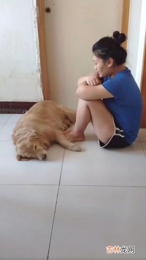 狗哭是什么征兆,狗哭是什么征兆