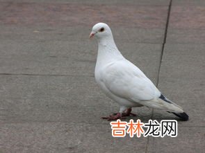 怎么训练鸽子不怕人,鸽子怎么才能让它由怕人转为不怕人?