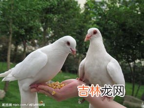 怎么训练鸽子不怕人,鸽子怎么才能让它由怕人转为不怕人?