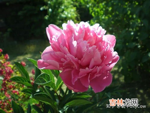 牡丹花是什么颜色的,牡丹花的颜色有哪些